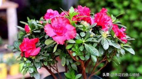 家裡種杜鵑花好嗎|室內杜鵑花養護技巧